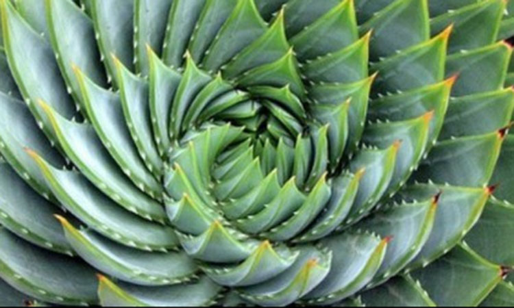 On retrouve la suite de Fibonacci dans toute la nature