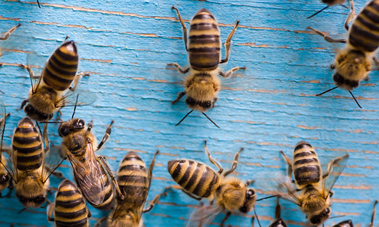 Récit d'un stage de permaculture réalisé dans le cadre de la création de l'écolieu - Nos amies les abeilles